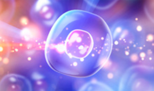 ヒト幹細胞イメージ