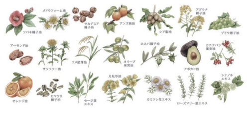 21種類の植物美容オイルイメージ