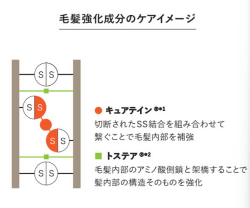 毛髪強化成分のケアイメージ