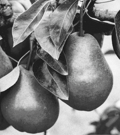 BLANCHEイメージ<br />