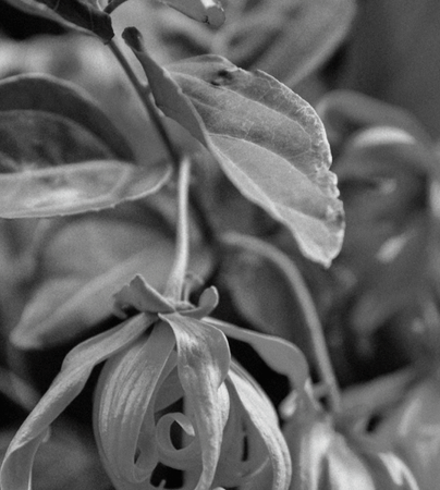 ジャスミンドレイメージ