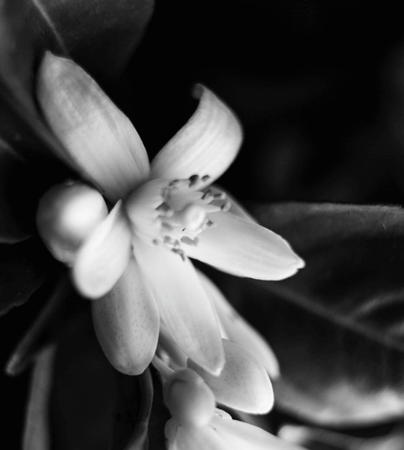 ネロリスモークティーイメージ