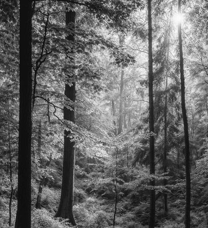 ミスティックウッドイメージ